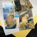 놀토짱PC방 | 2022 행복한 크리스마스 이브 'SBS 가요대전' 윤하언니 보고왔어요 (팬석 방청후기)