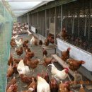 유기농장 이미지