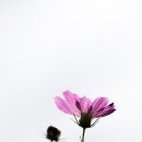 화랑유원지 이미지