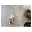 아지다펫 이미지