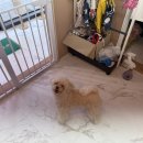 나나 애견 미용실 이미지