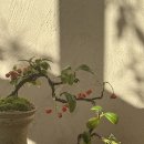 리피스튜디오
