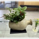 분당구청 앞 문화의 거리 | [250116 일상] '분당문화의 거리'를 걸으면서 폰 사진 촬영했음에 감사!