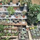 은하꽃집 이미지