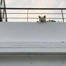 오마이퍼피 이미지