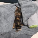 아기 고양이 호흡 가빠짐 증상 진료 후기(ft. 운정한빛동물병원)