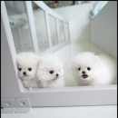 조이퍼피 강아지분양 이미지