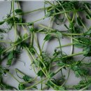 평화과일 이미지