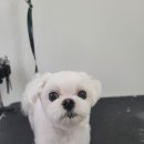 왓츠그루멍 다산 애견미용실 이미지
