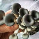 일건농장 이미지