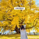 원주 반계리 은행나무 2024 실시간 경기도 근교 강원도 여행 가볼만한곳