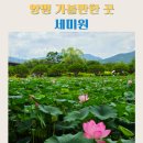 아름다운산책 | 양평 가볼만한곳 세미원 연꽃이 아름다운 힐링 산책 후기
