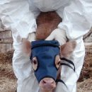 모자축산 이미지