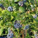 사오농장 이미지