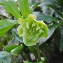 이베리스 이미지