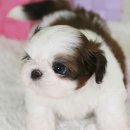 행복한강아지 이미지