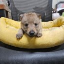 할리켄넬 이미지