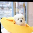 달링하이울산 이미지