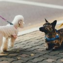 펫 프렌들리 호텔 이미지