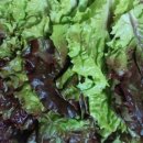 둔내왕족발 이미지