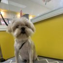 강쥐세상 | [수원 세류동 강쥐생각] 비 뚫고 온 제리&amp;뚜비 형제, 정성 가득 목욕과 가위컷 미용 후기 ☔️