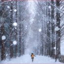 국도24호선가로수 이미지