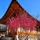 중흥샘이깊은작은도서관 | 서울 봉은사 홍매화 등 가볼만한곳