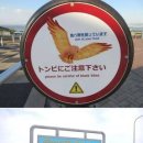 일본에서 가장 무서운 새.gif 이미지