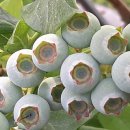 토실토실 2농장 이미지