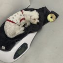 망고네 펫 살롱 이미지