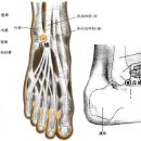 구허혈GB40 구허(丘墟 2개 혈) = 足少陽膽經之原穴, 元氣를 調節 이미지