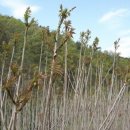 옻나무집 이미지