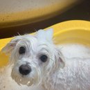 꿈꾸는 댕 이미지