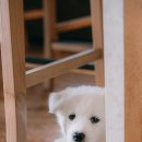 강아지집 이미지