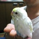 잉꼬사진관