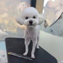 와와리 애견미용 이미지