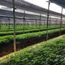 군서농장 이미지