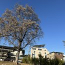 늘푸른소나무도서관 | 오늘은 정독도서관 강연과 교육박물관 관람, 헌법재판소 백송을 만나러 가는 길..