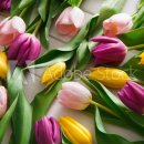 조율행정사사무소 이미지