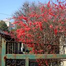 중문동-21 이미지