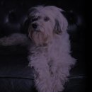 애견호텔 이미지