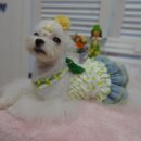 트윙클 펫샵 이미지