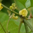 녹두한의원 이미지