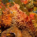 gc-camera-053 이미지