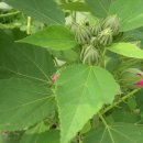 와부읍 팔당2리 이미지