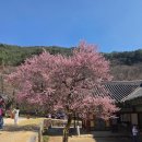 성보 | 구례 화엄사 벚꽃 홍매화 후기 (각황전, 보제루, 성보박물관)