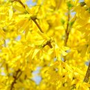 개나리공원4 이미지