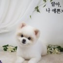 가람애견전문미용실