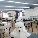 청 애견미용 이미지