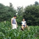 감자바우민박 이미지